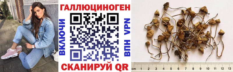 сколько стоит  Горячий Ключ  Псилоцибиновые грибы MAGIC MUSHROOMS 